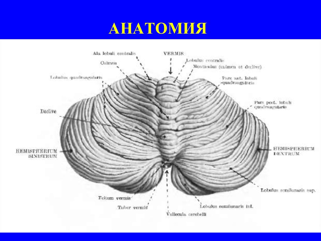 Строение мозжечка рисунок с подписями