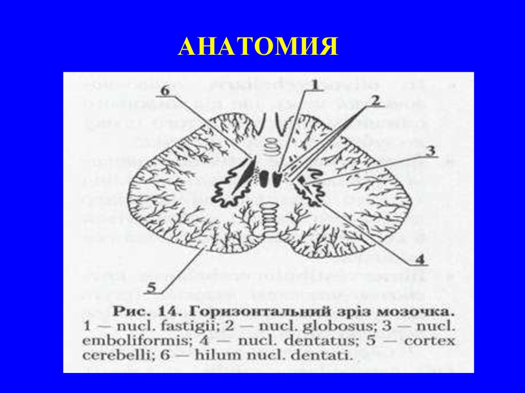 Мозжечок рисунок с обозначениями