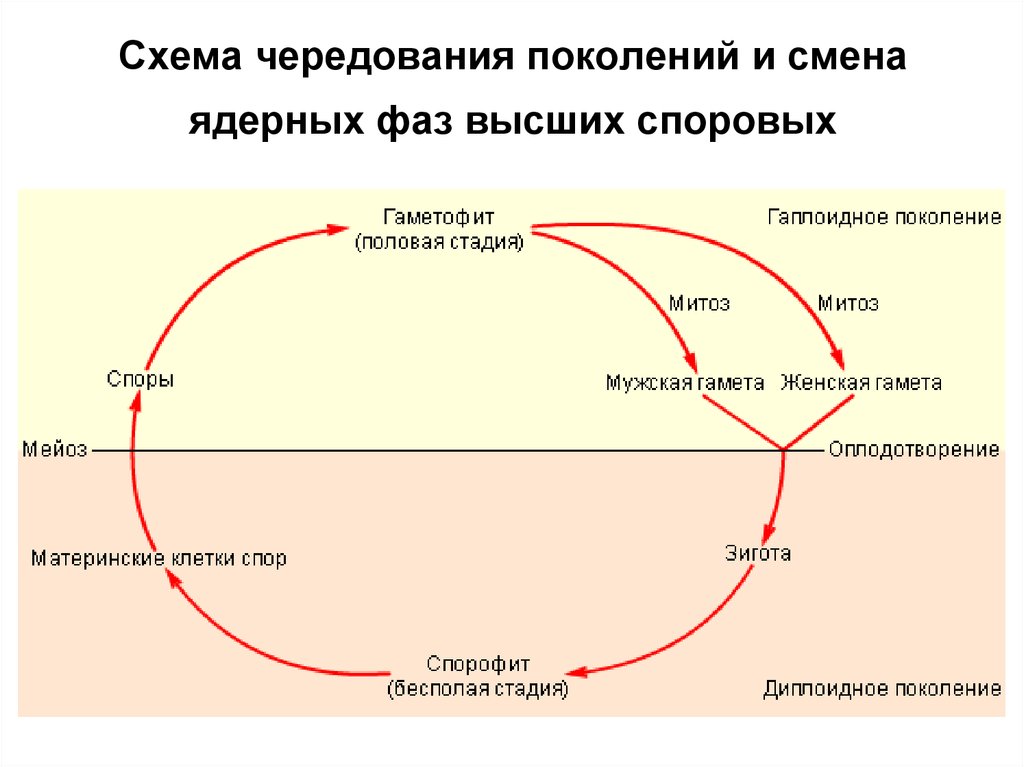 В жизненном цикле преобладает. Жизненный цикл растений чередование поколений. Схема чередования поколений у растений. Схема чередование поколений высших споровых растений. Жизненный цикл чередования поколений у цветковых растений.