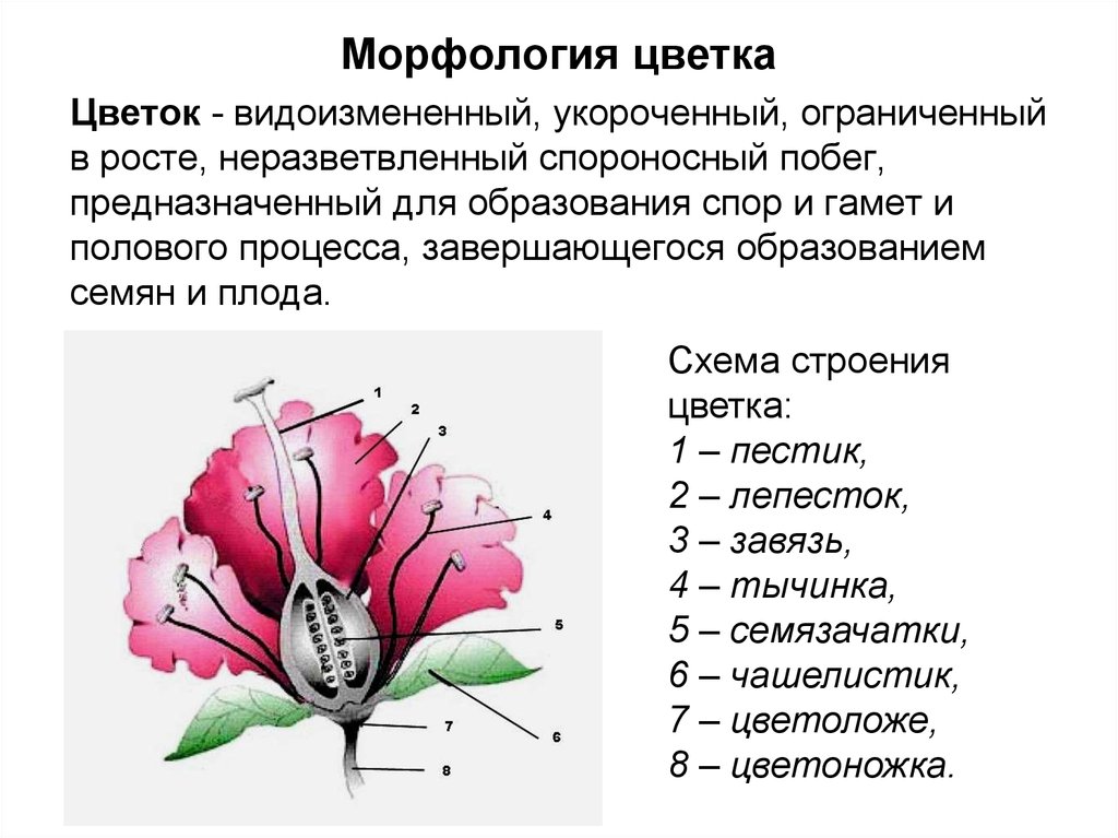 Определение понятию цветок. Морфологическое строение цветочных растений. Морфология цветка строение. Морфология цветковых растений. Морфологическое строение цветка.