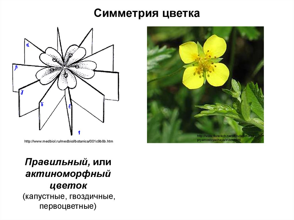 Почему цветок неправильный. Актиноморфный цветок Лютика. Актиноморфный околоцветник. Актиноморфная симметрия цветка. Типы симметрии цветка.