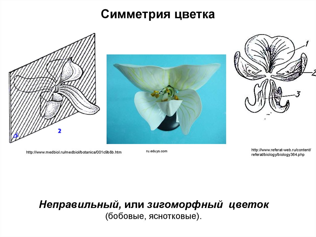 Тип симметрии орхидеи. Радиально симметричные цветки. Типы симметрии цветка. Билатеральная симметрия цветка. Правильная симметрия цветка.