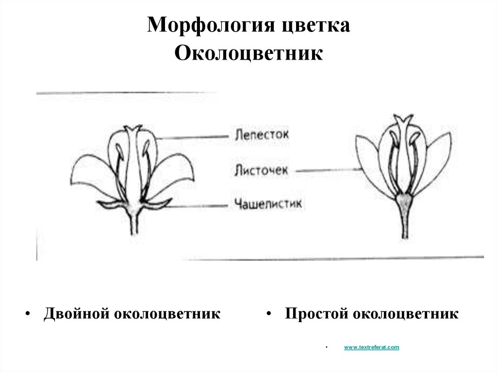 Околоцветник цветка