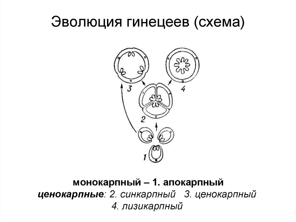 Эволюция гинецеев (схема)