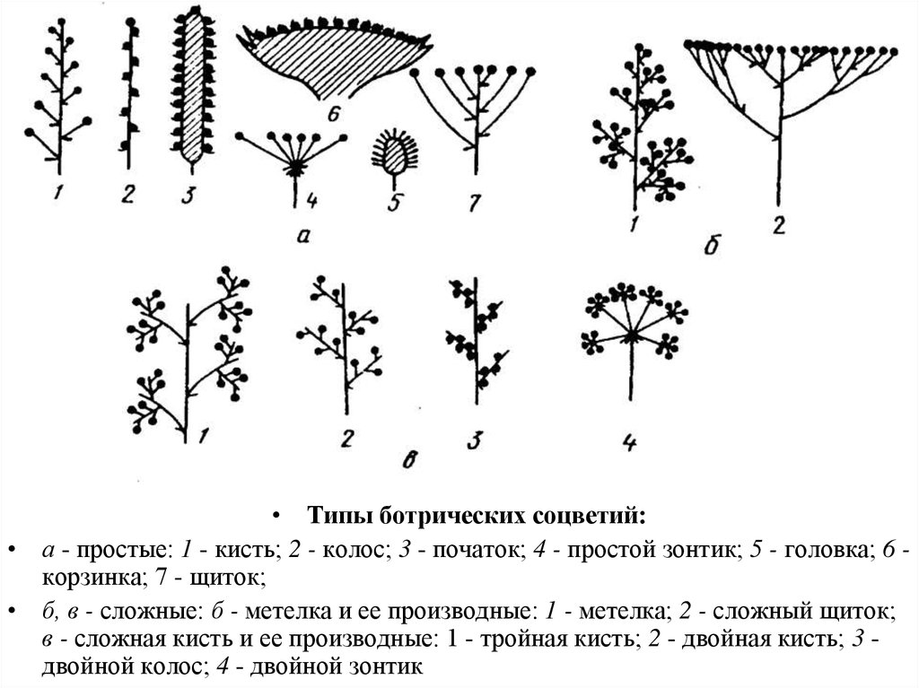 Зонтик початок. Схема соцветий кисть , Колос,початок. Ботрических соцветий.. Сложные ботриоидные соцветия. Типы простых ботрических соцветий.
