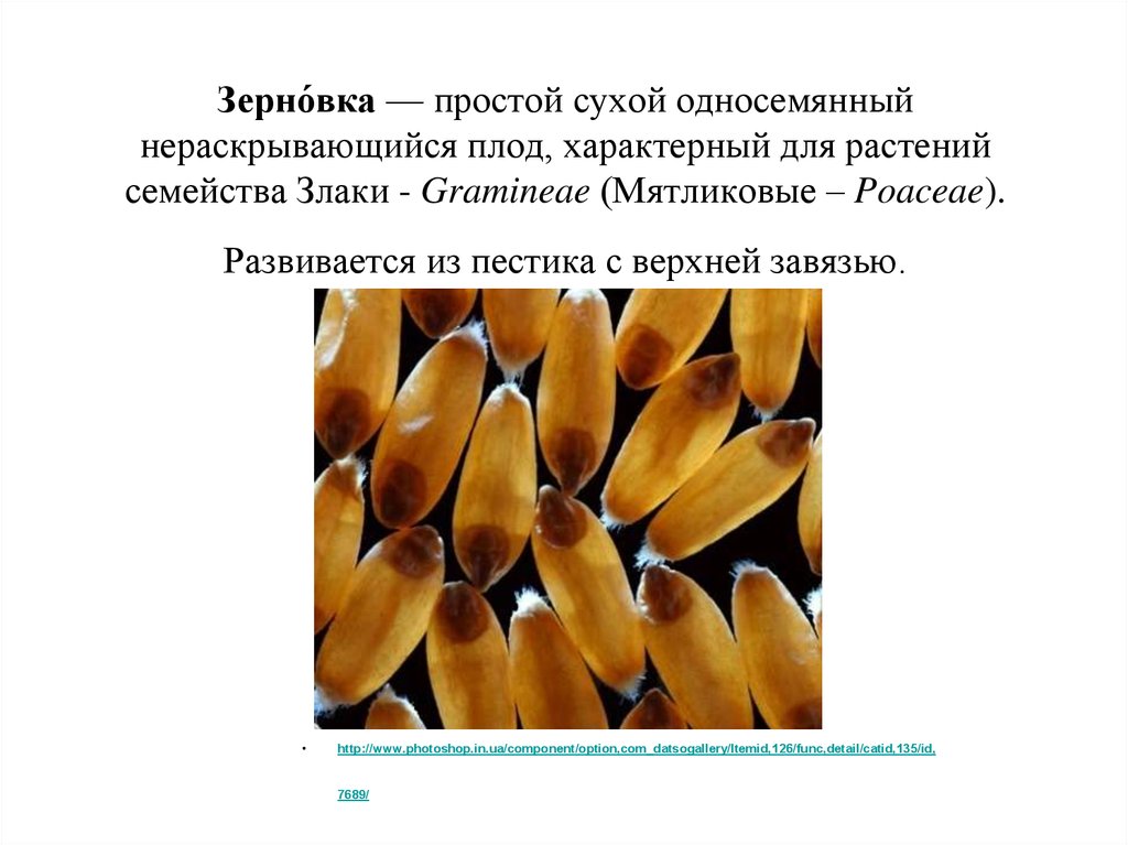 Зерно́вка — простой сухой односемянный нераскрывающийся плод, характерный для растений семейства Злаки - Gramineae (Мятликовые