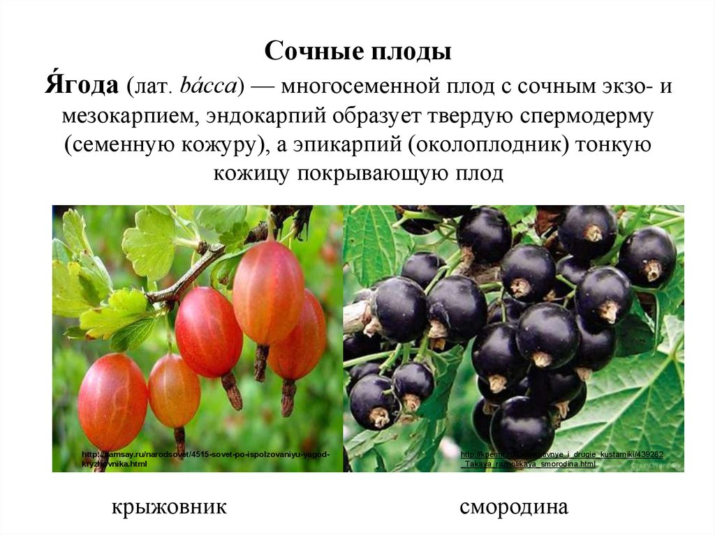 Сочные плоды Я́года (лат. bácca) — многосеменной плод с сочным экзо- и мезокарпием, эндокарпий образует твердую спермодерму