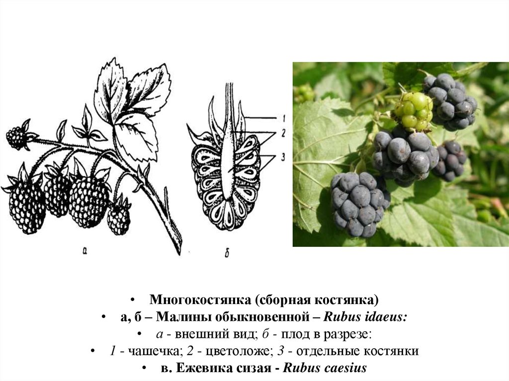 Плод костянки рисунок