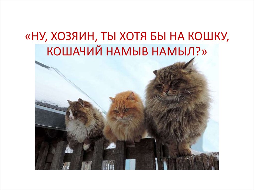 «НУ, ХОЗЯИН, ТЫ ХОТЯ БЫ НА КОШКУ, КОШАЧИЙ НАМЫВ НАМЫЛ?»