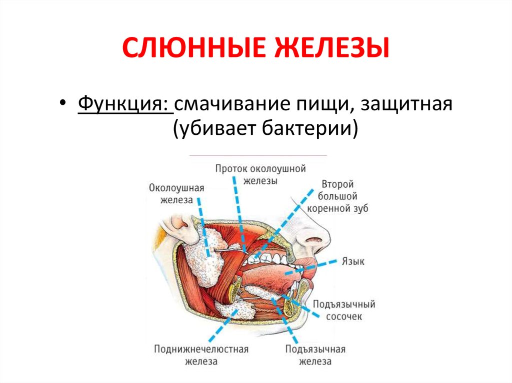 Выполняемые функции слюнной железы. Структура слюнных желез анатомия. Слюнные железы строение и функции. Строение слюнной железы 8 класс. Протоки слюнных желёз схема.