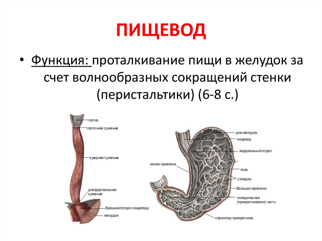 Желудок животных строение. Строение и функции пищевода и желудка. Пищевод пищеварительная система анатомия человека анатомия.