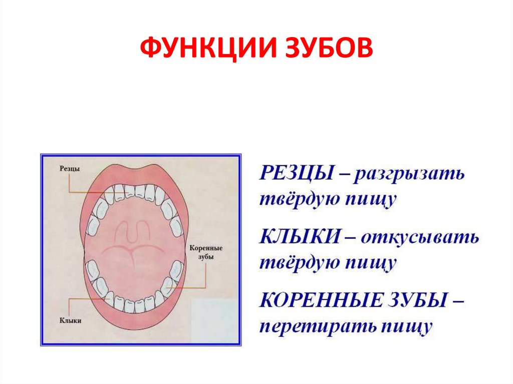 Классы полости рта. Строение зубов виды и функций. Зубы строение виды функции. Функции зубов биология 8 класс. Зубы: резцы, клыки, коренные зубы..
