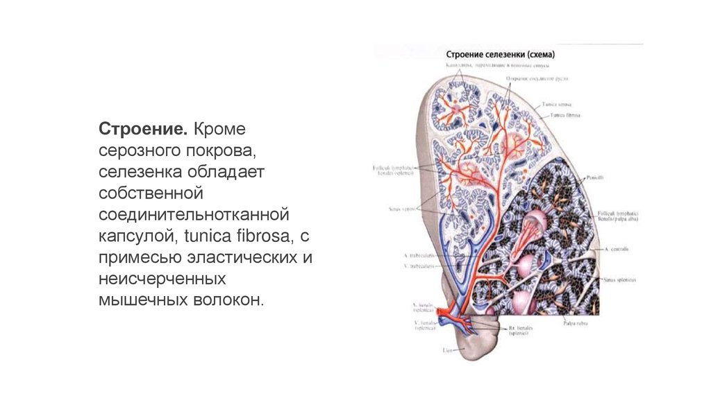 Селезенка схема. Строение селезенки. Строение селезенки анатомия. Селезенка лимфатическая система. Внешнее строение селезенки.