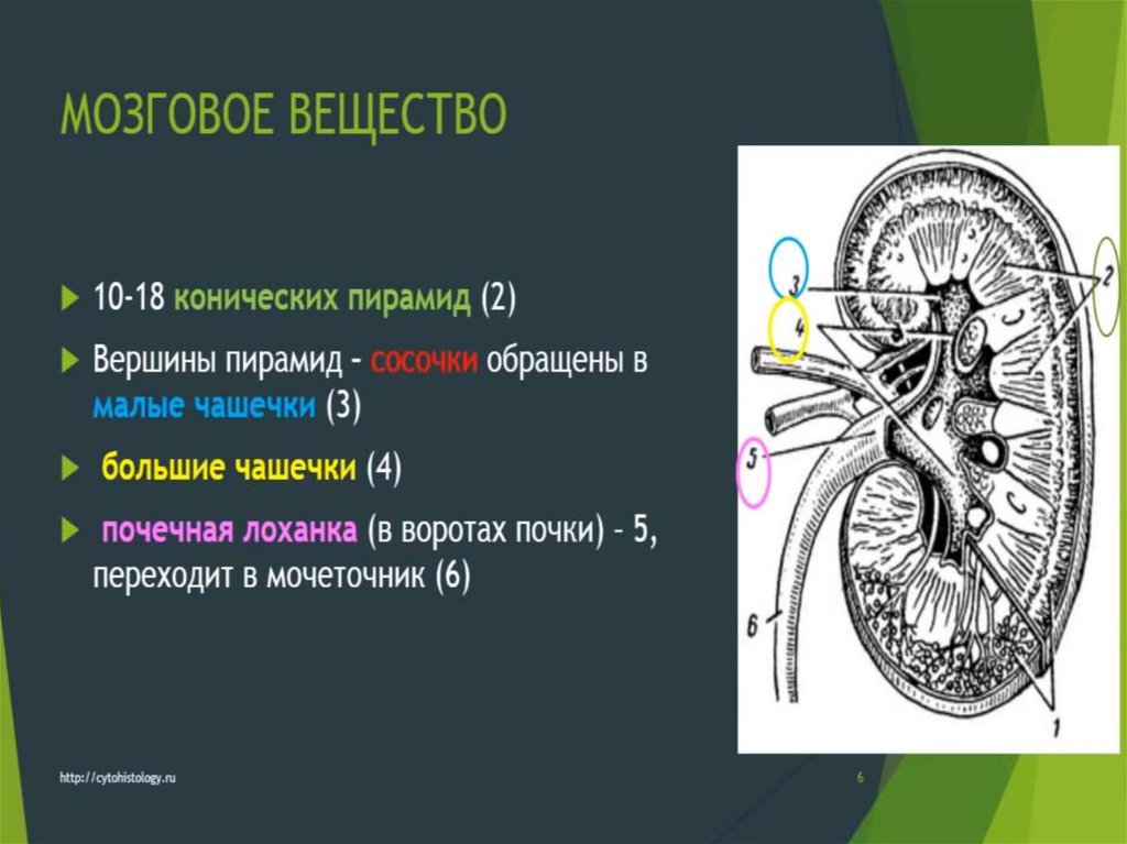 Пирамида мозгового вещества. Мозговое вещество почки. Малые чашечки почки. Большие и малые чашечки почки. Строение почки сосочек.