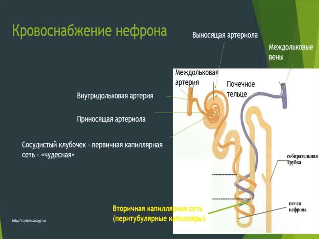 Опишите работу нефрона по следующему плану как