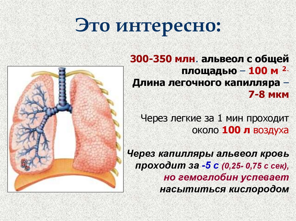 Основу легких составляют. 300-350 Альвеол. Общая площадь поверхности лёгких. Дыхательная поверхность лёгких около 100 м2.