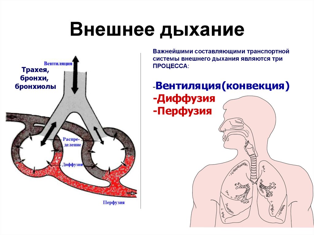Процесс внутреннего дыхания. Дыхание внешнее и внутреннее схема. Внешнее дыхание физиология. Физиологические процессы внешнего дыхания. Механизм внешнего дыхания дыхательный цикл.