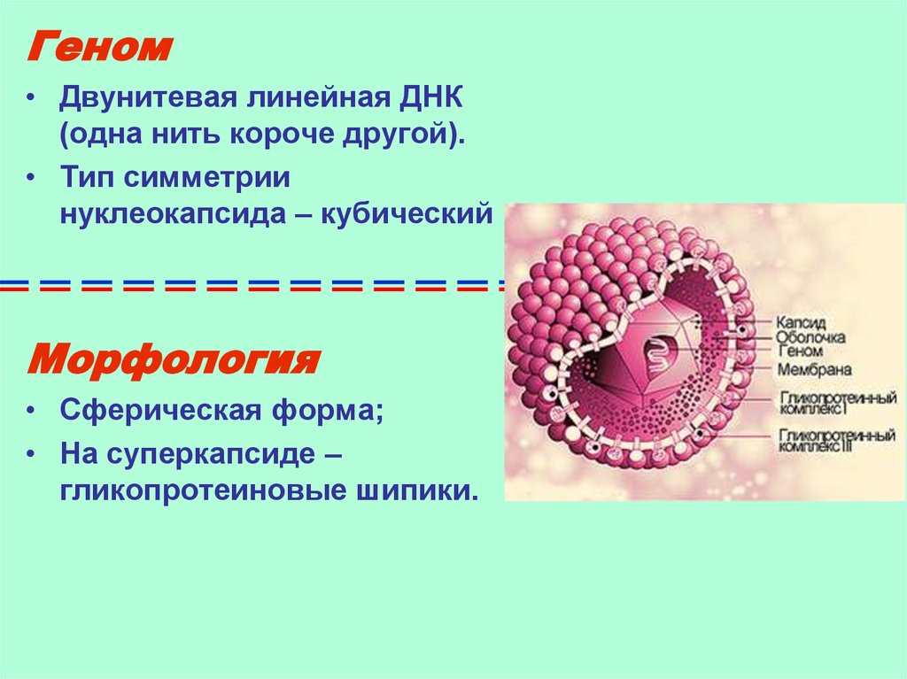 Герпесвирусы. Симметрия нуклеокапсида. Строение герпесвируса. Типы симметрии нуклеокапсида. Герпесвирусы морфология.