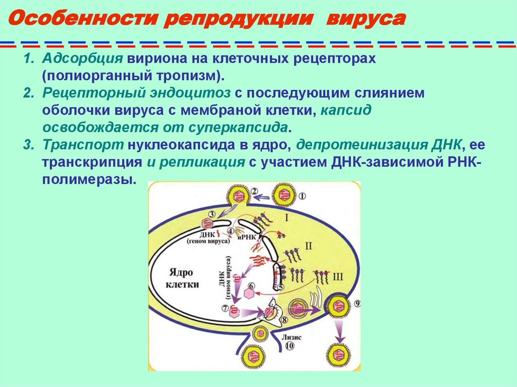 Схема репродукции вируса гриппа