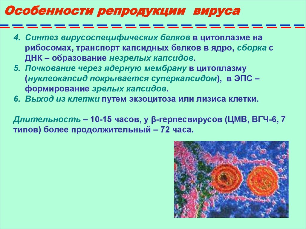 Репродукция вируса гриппа происходит