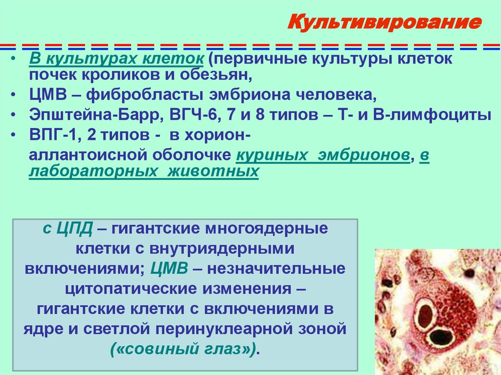 Культивирование вирусов в культуре клеток