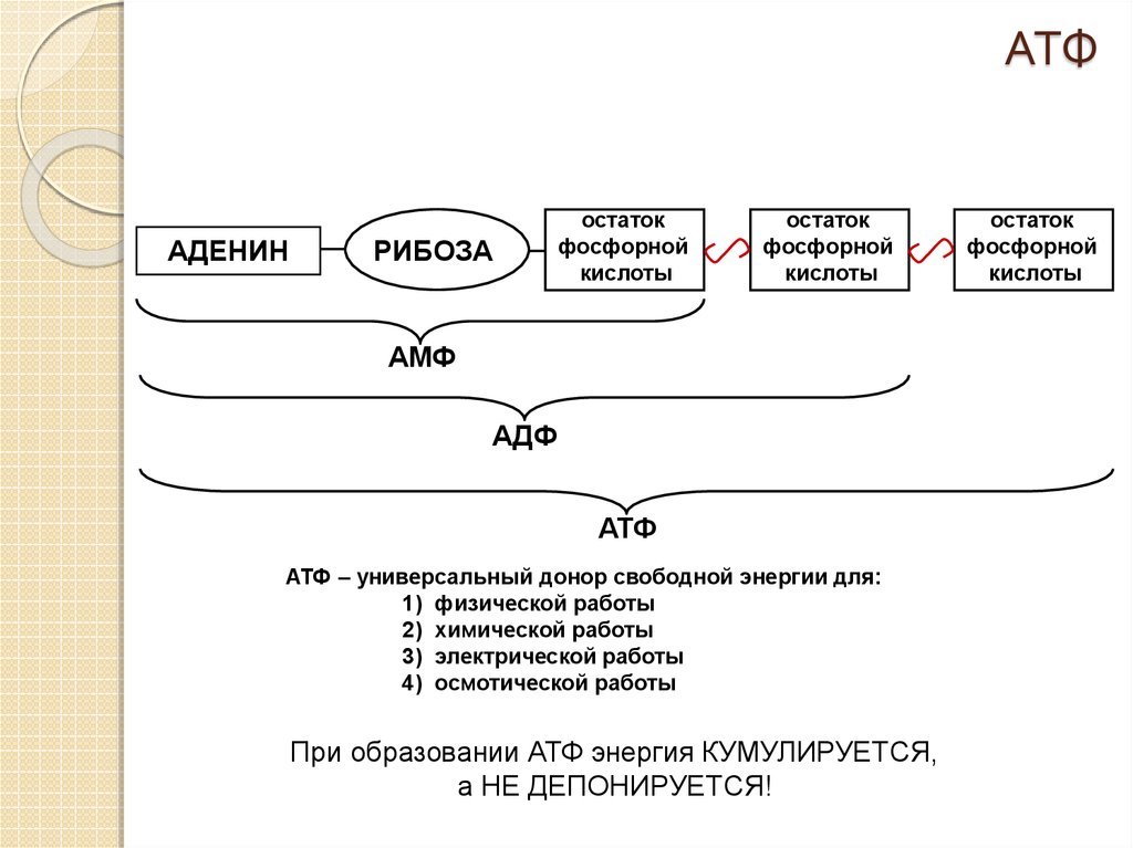 Разложение атф. Остаток фосфорной кислоты АТФ. Функции АТФ биохимия. АТФ это в биологии схема.