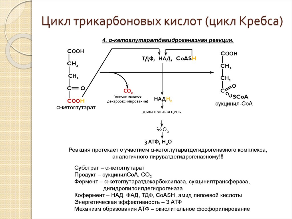 Реакции цикла. Уравнения реакций цикла трикарбоновых кислот. Функции ЦТК биохимия. Цикл трикарбоновых кислот Кребса образование сукцинил КОА. Уравнение реакции трикарбоновых кислот.