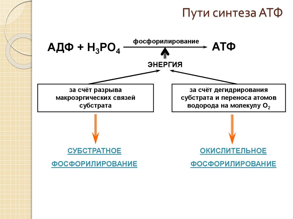 Пути фосфорилирования атф. 2 Пути синтеза АТФ. Синтез АТФ из АДФ. Реакция образования АДФ из АТФ. Способы образования АТФ.