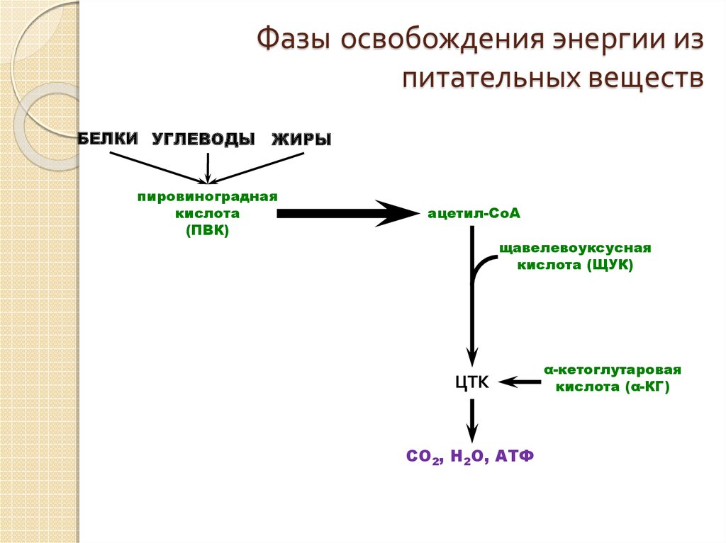 Катаболизм эластина схема