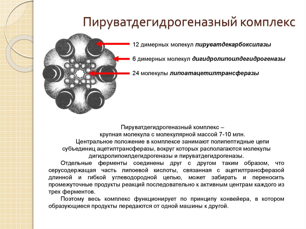 Структурно функциональная организация пируватдегидрогеназного комплекса схема