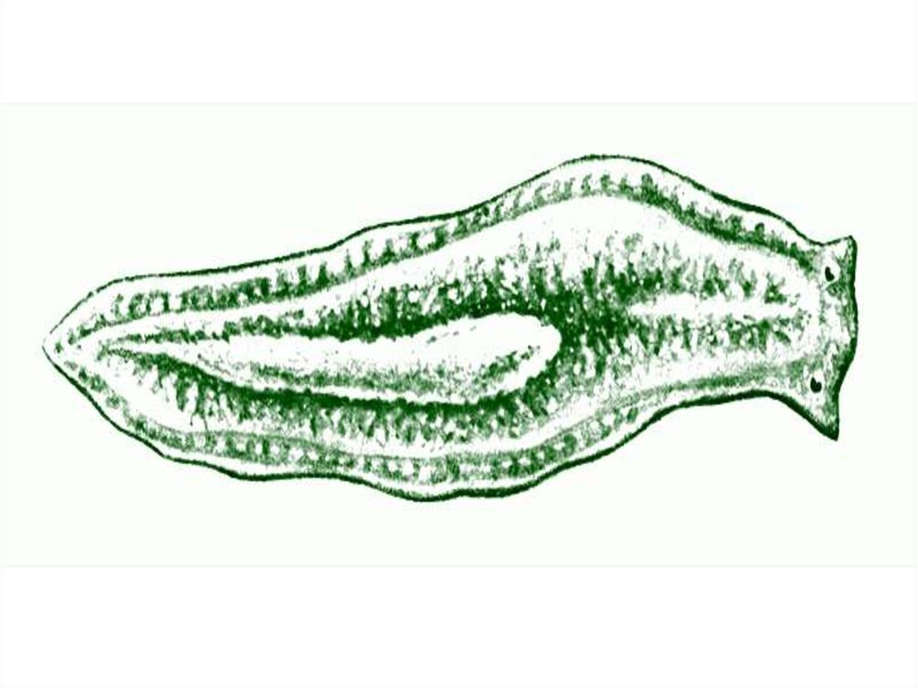 Плоские черви рисунок. Белая планария Тип червей. Белая планария метаморфоз. Дыхание планарии. Сухопутная планария.