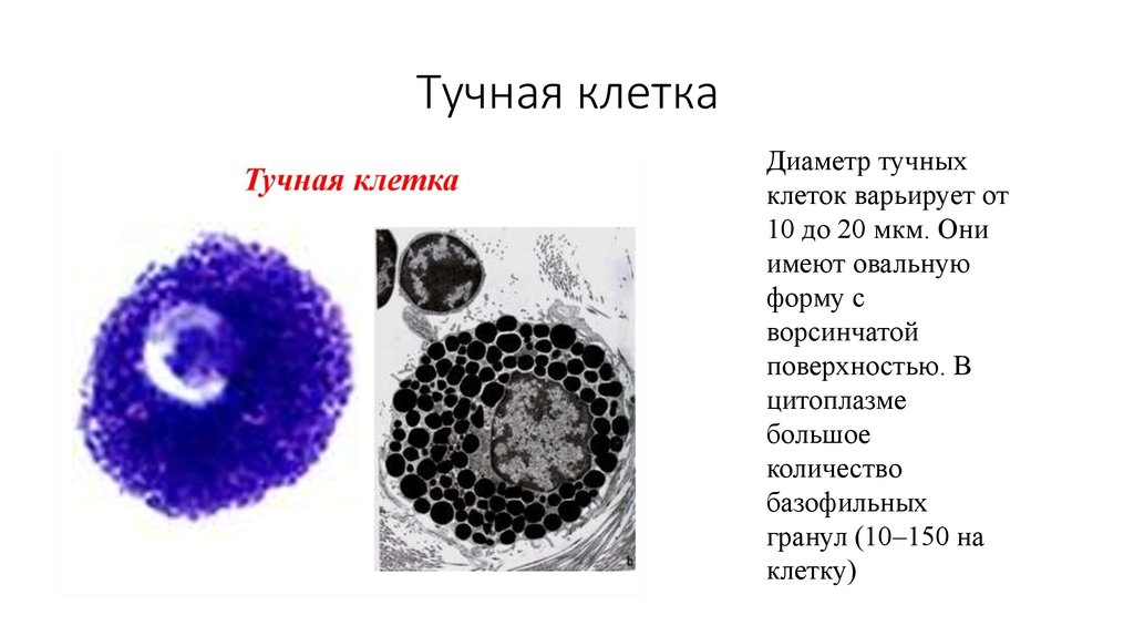 Тканевые базофилы. Тканевые базофилы строение. Тканевые базофилы тучные клетки функции. Тучные клетки гистология функции. Строение тучных клеток гистология.