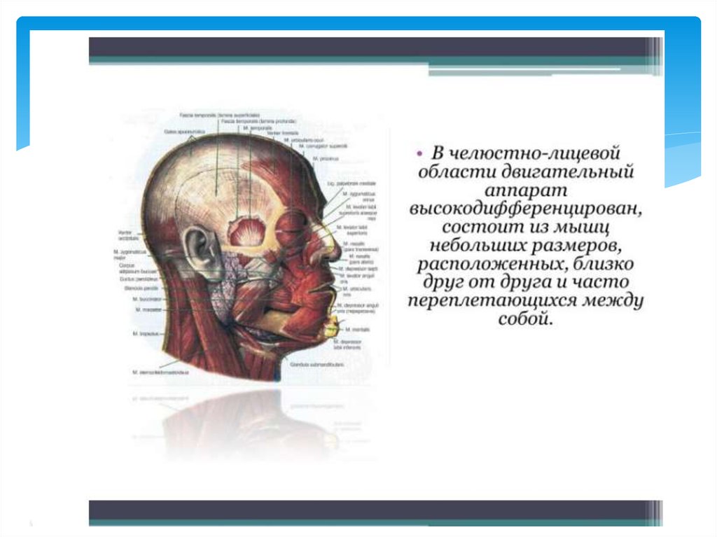 Лицевая область. Анатомия челюстно-лицевой области. Анатомия челюстнол-лицевой облас. Строение челюстно-лицевой области. Мышцы челюстно-лицевой области.