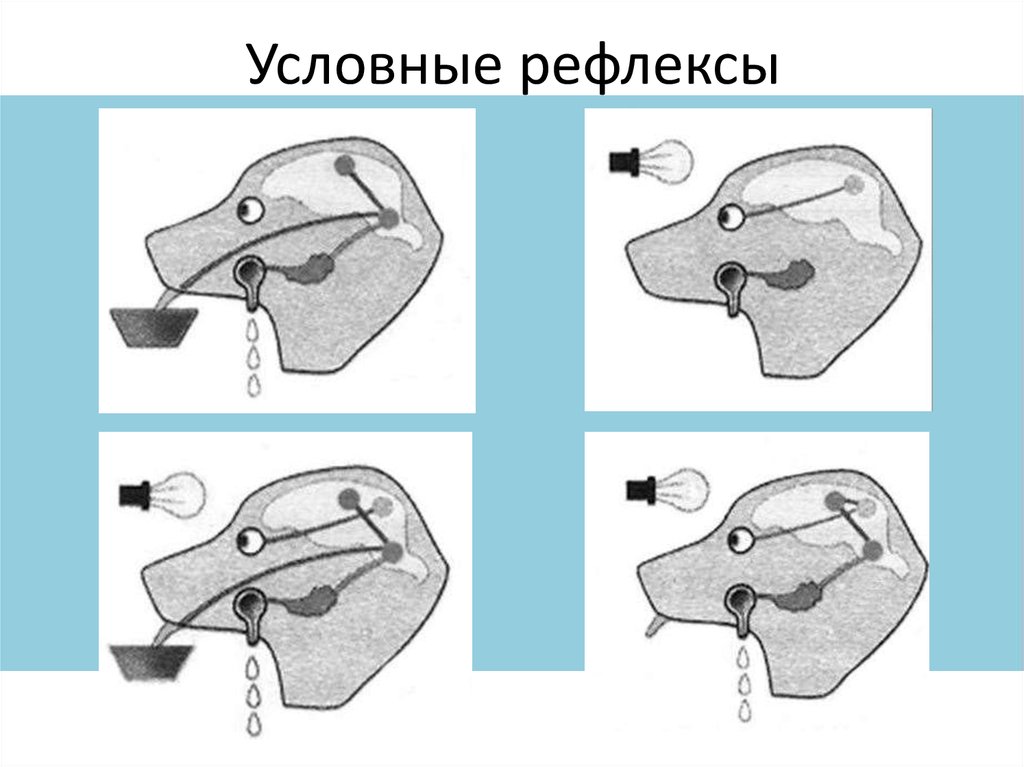 И картинки у и на котор ой ых представлен ы условный рефлекс