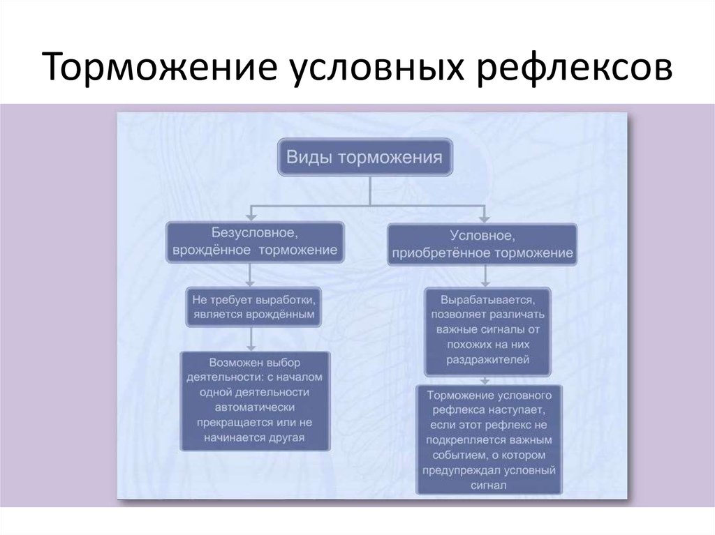 Схема торможения биология