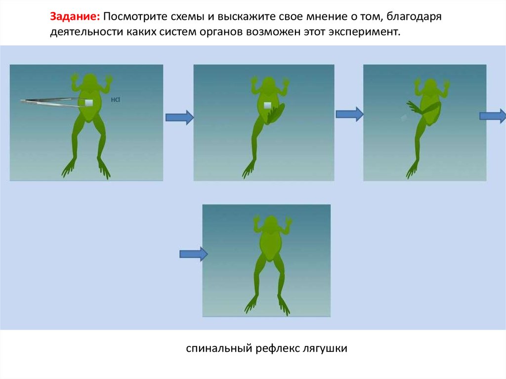 Рецептивное поле рефлекса