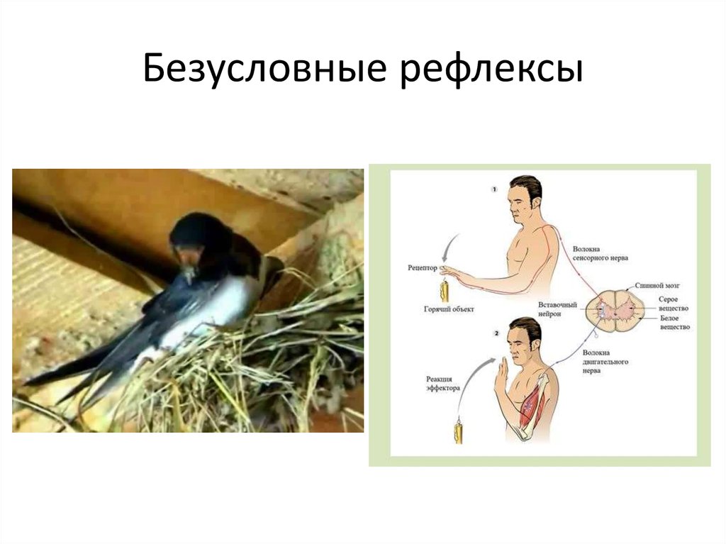 Безусловный рефлекс это