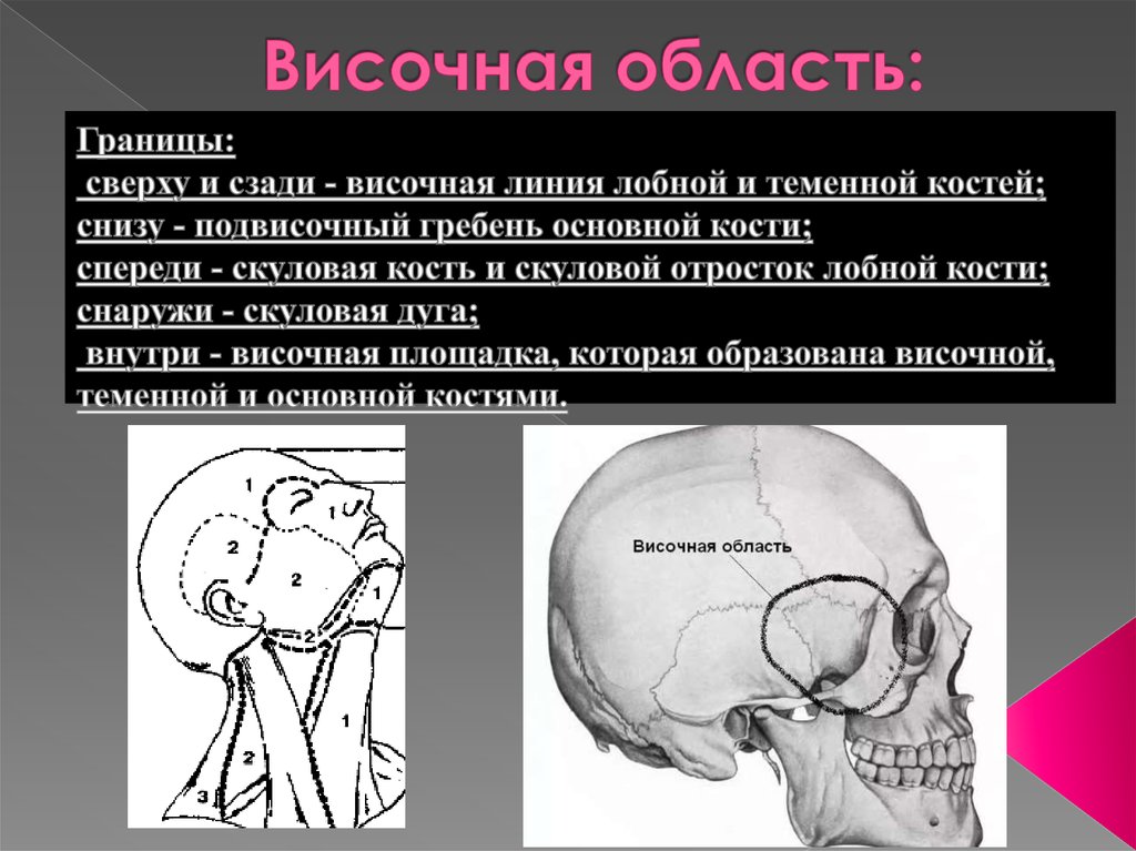 Височная область. Нервы височной области свода черепа. Височная область головы топография. Топография височной области мозгового отдела. Височная область топографическая анатомия.