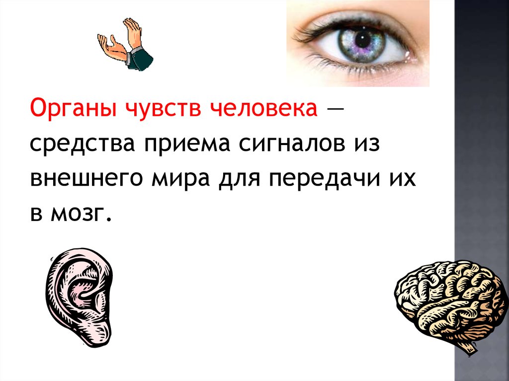 Средства человека. Органы чувств человека. Шесть органов чувств у человека. Сигналы от органов чувств поступают в. Сколько органов чувств у человека.