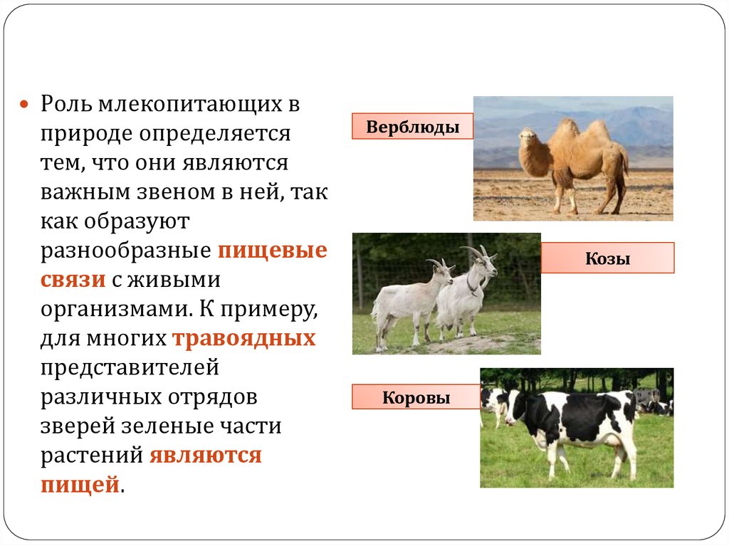 Значение млекопитающих в жизни человека схема