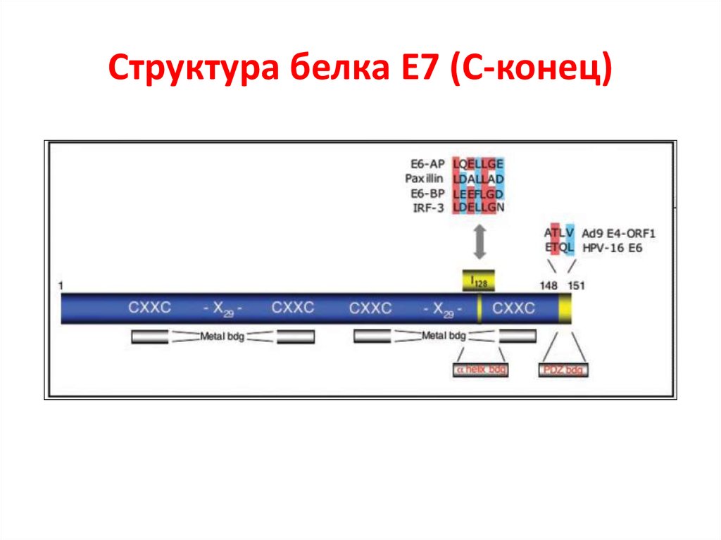 C конец