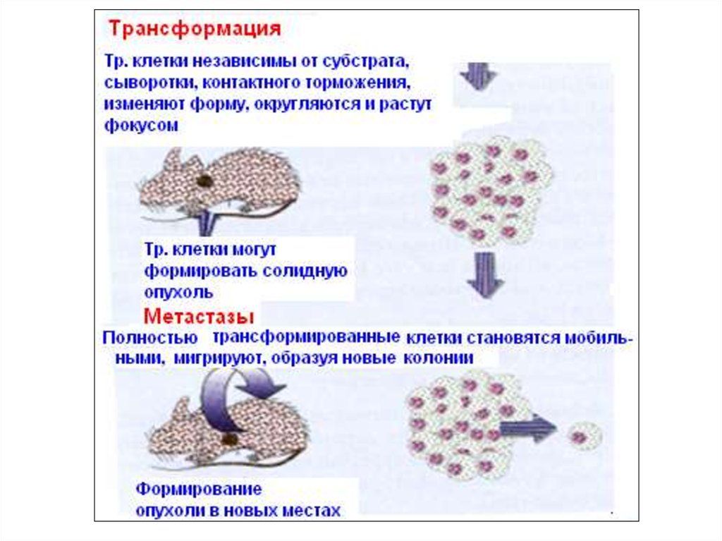 Стану клетку. Трансформация клеток. Трансформированные клетки. Опухолевая трансформация. К опухолевой трансформации клетки приводит.