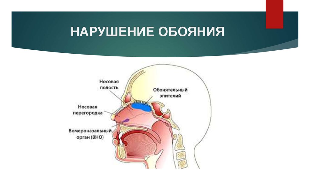 Вомероназальный орган презентация