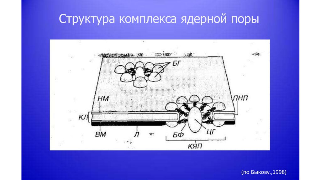 Строение комплекса. Комплекс ядерной поры цитология. Схема строения комплекса поры. Состав ядерных пор.