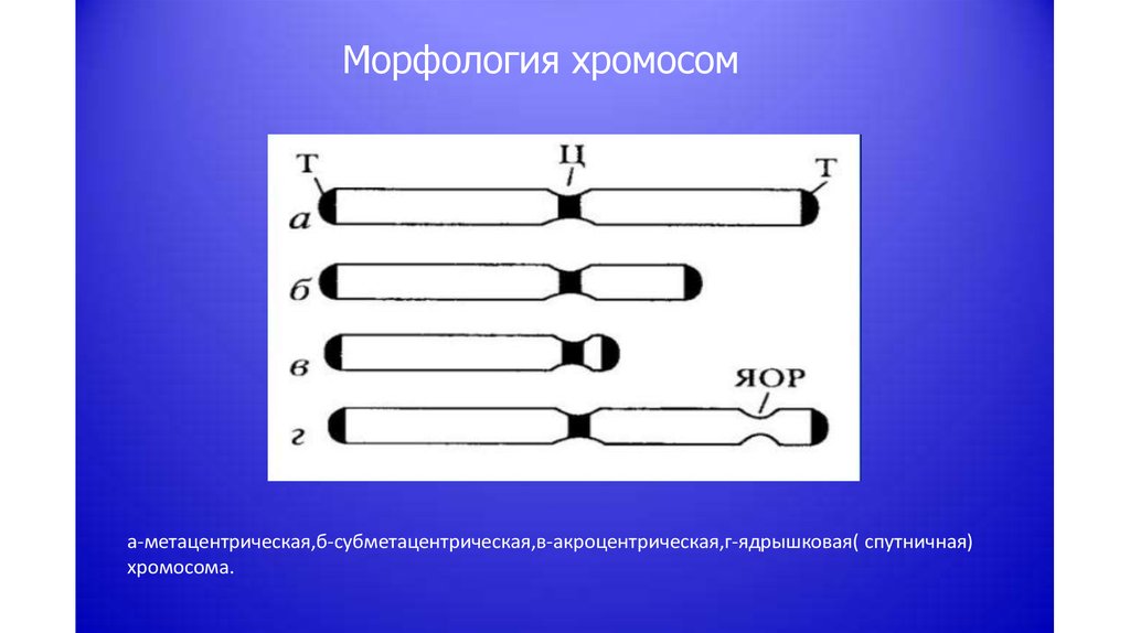 Какие типы хромосом. Метацентрические хромосомы. Мето центрические хромосомы. Спутничная хромосома. Спутник хромосомы.