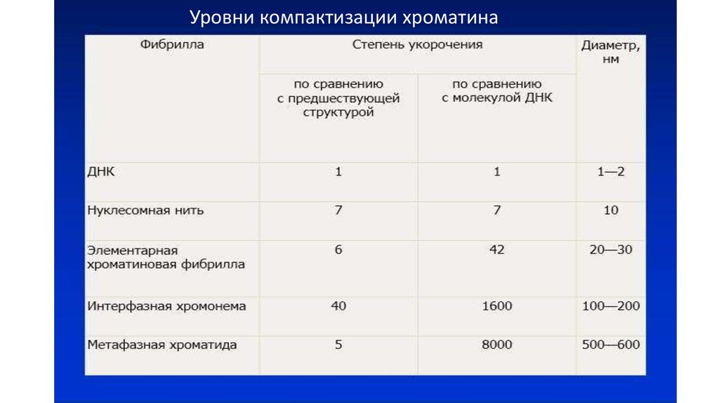 Уровни днк. Уровни компактизации хроматина таблица. Уровни компактизации ДНК таблица. Уровни компоктизации хроматин а. Уровни компактизации хроматина.