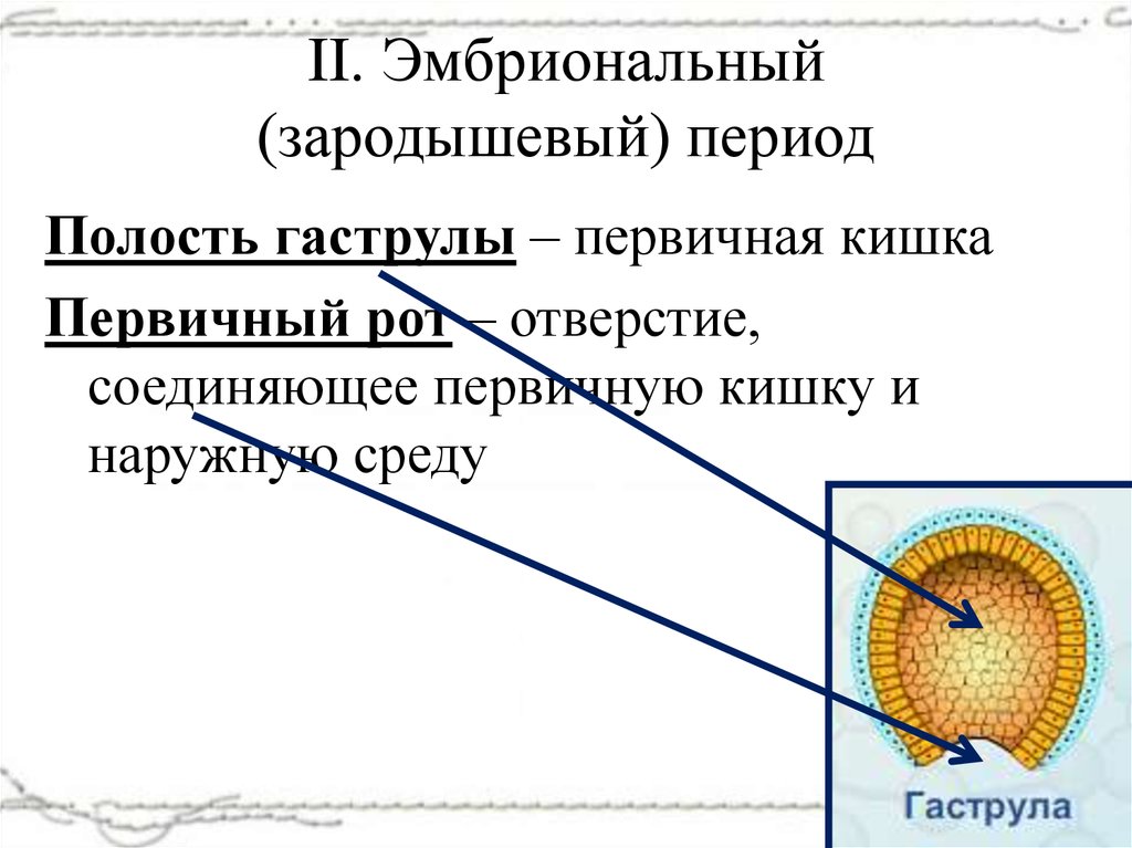 Размножение и индивидуальное развитие организмов