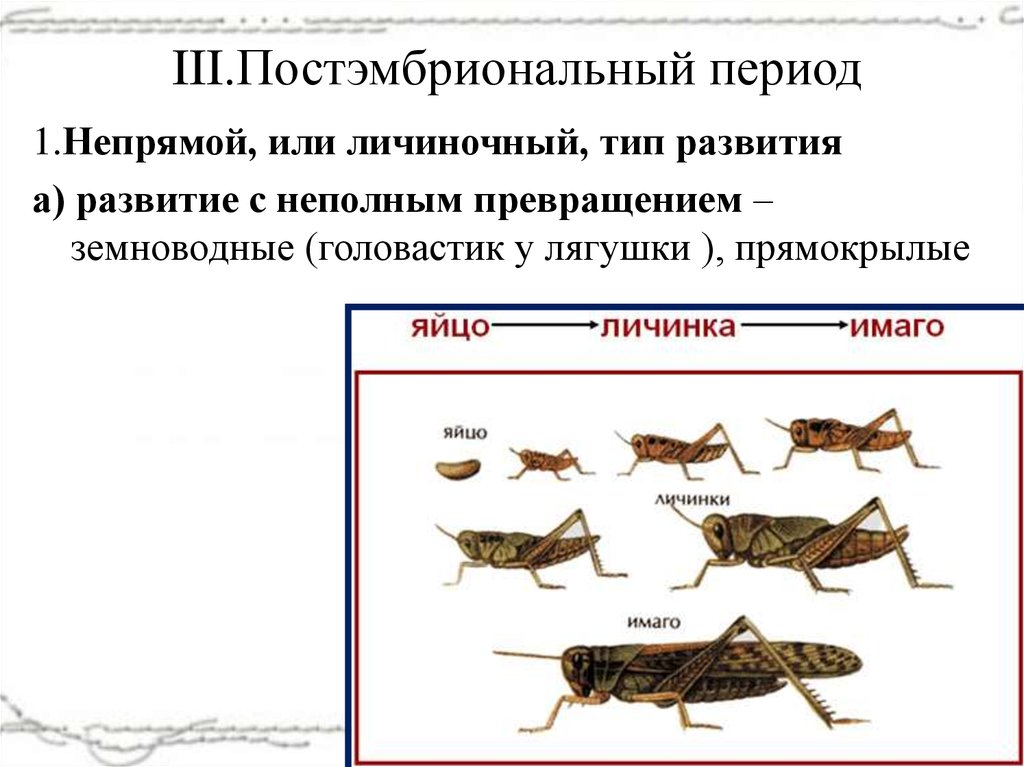 Какой тип развития изображен на рисунке. Прямокрылые Тип постэмбрионального развития. Постэмбриональный период развития лягушки. Ленточные черви прямое или Непрямое развитие. Постэмбриональный период прямое и Непрямое развитие.