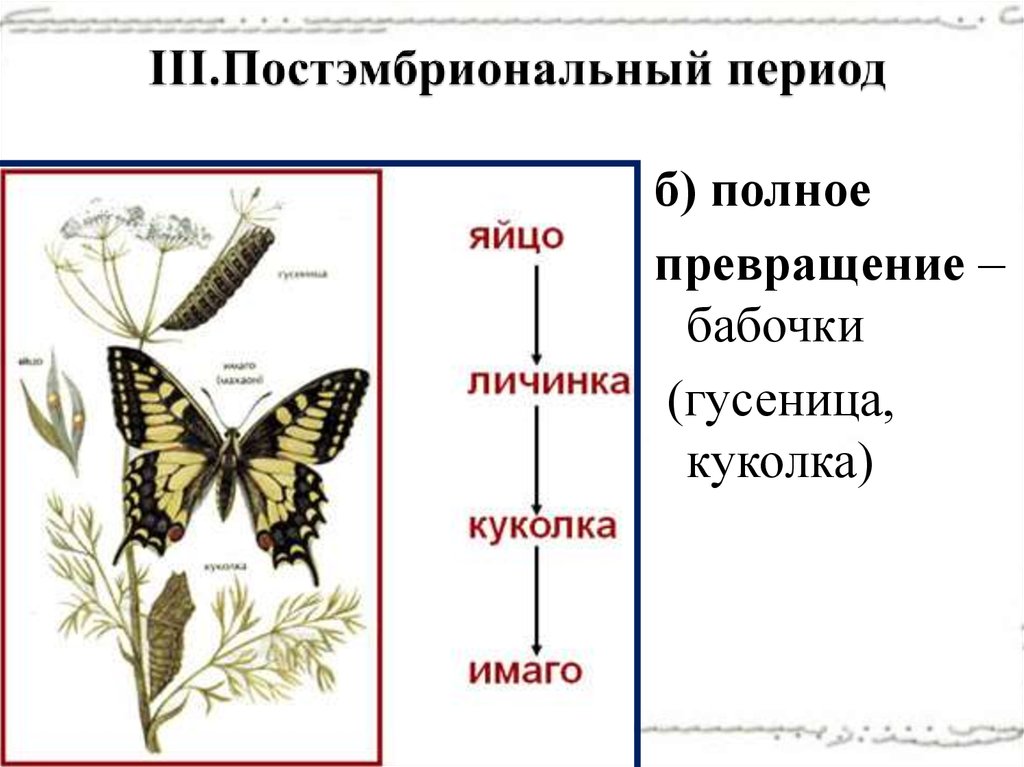 Постэмбриональный период начинается с