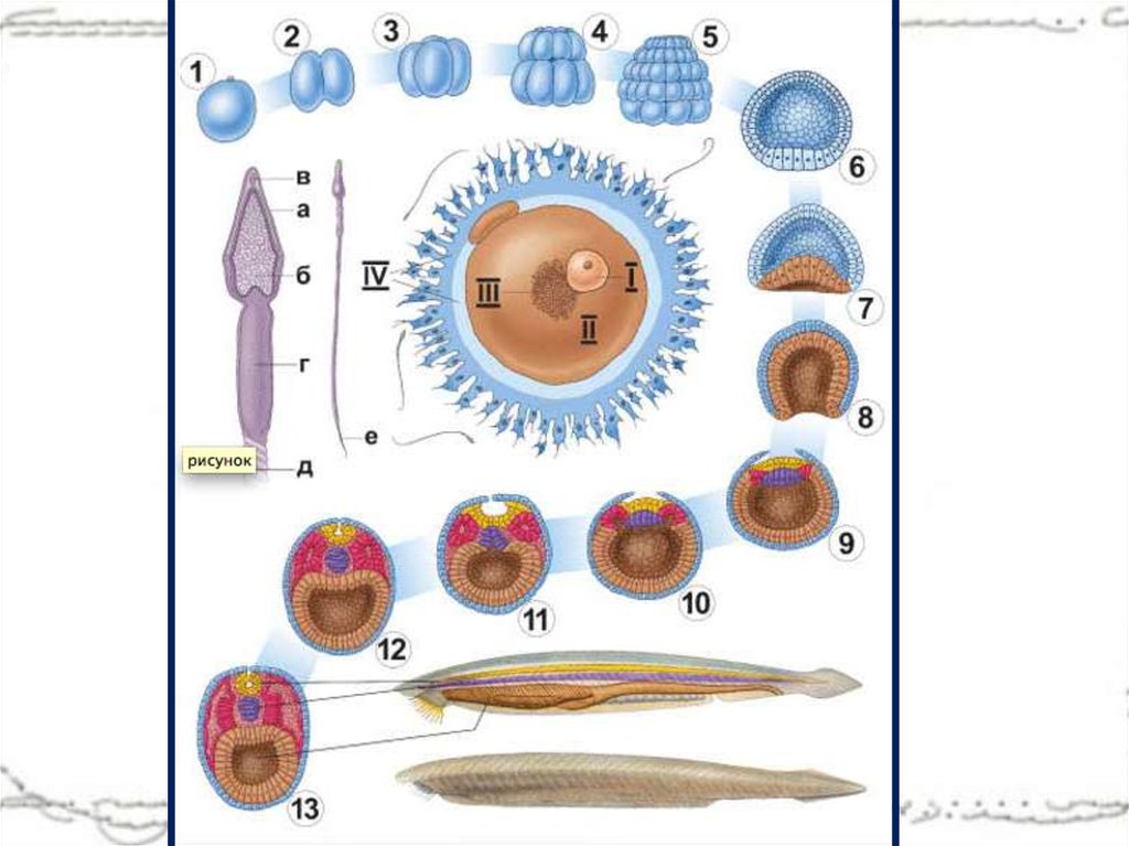 Индивидуальное развитие организмов онтогенез 10 класс. Этапы развития ланцетника. Схема эмбрионального развития ланцетника. Эмбриональное развитие ланцетника. Этапы эмбриогенеза хордовых животных.